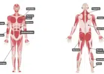 MUSCULOS QUE SE USAN EN EL KAYAK MUSCULOS QUE SE USAN EN EL KAYAK